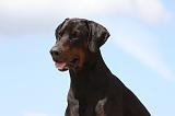 DOBERMANN 1181